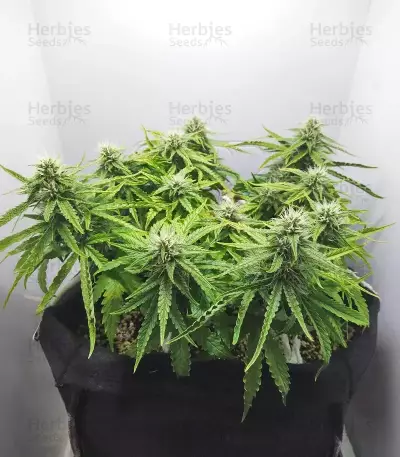 Super Orange Haze Auto Feminized Seeds (Mephisto Genetics)