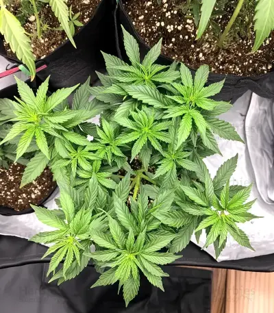 Trainwreck Seeds