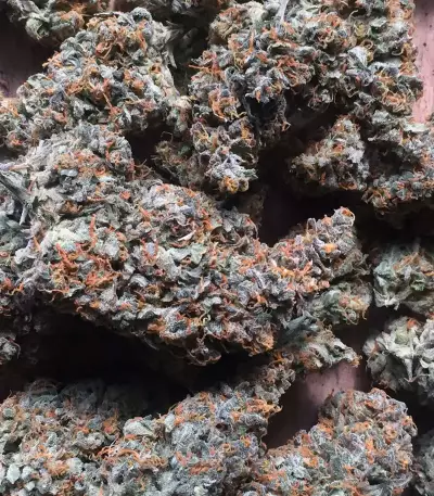Semi femminizzati Trans Siberian Auto