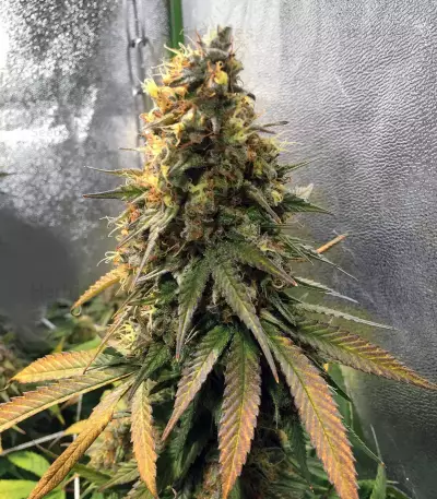 Trippy Gorilla Autoflowering (Big Head Seeds)