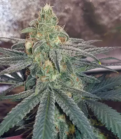 Semillas feminizadas Wedding Cake (Original Sensible Seeds)