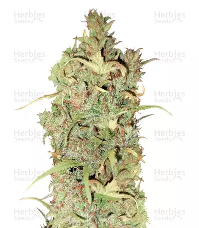 Semi femminizzati di White Widow (Seed Stockers)
