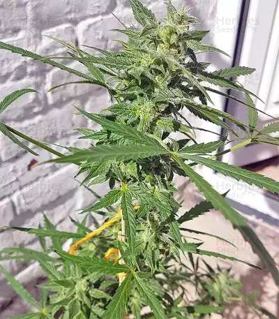 White Widow feminized seeds (Seedstockers)