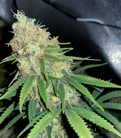 Super Silver Haze Seeds (Green House Seeds)