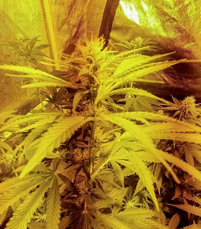 Wedding Cookies féminisée (Original Sensible Seeds)