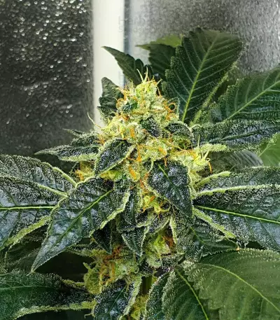 Widow Bomb feminized seeds