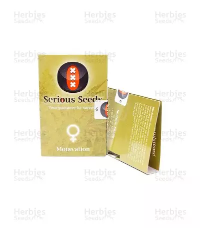 Motavation feminized seeds