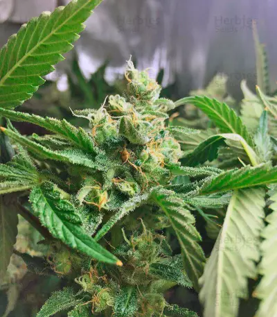 Lemon Skunk (GHS)