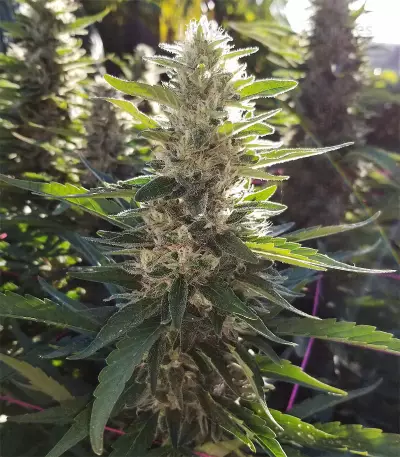 Durban Poison Seeds