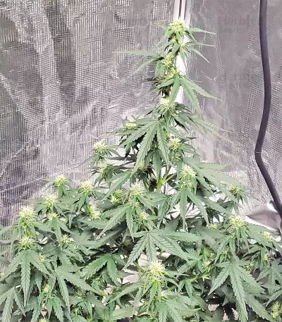 Auto Purple Gorilla Seeds