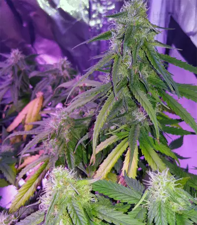 Graines de cannabis Auto Sweet Soma (00 Seeds)