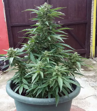 BCN Power Plant Seeds