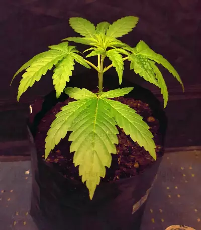 Black Ghost OG