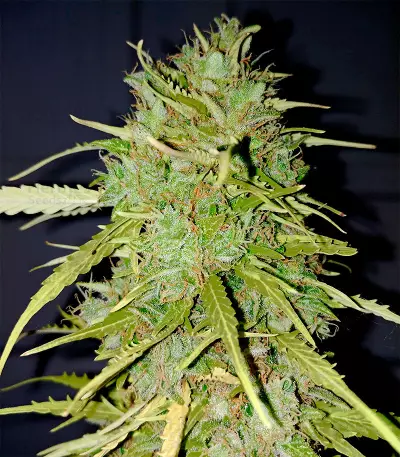 Semi femminizzati Blue Kush 99 Auto