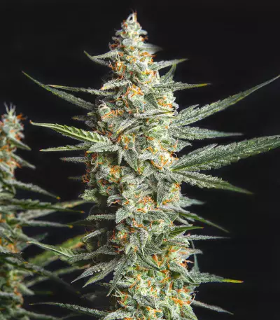 Buddha Vesta Auto Seeds