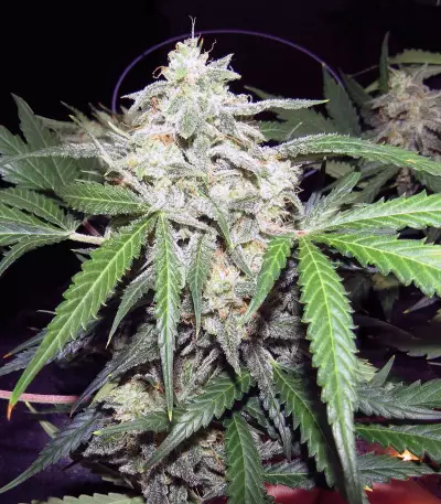 Graines de cannabis Chapita de Michoacan Regular (CannaBioGen)