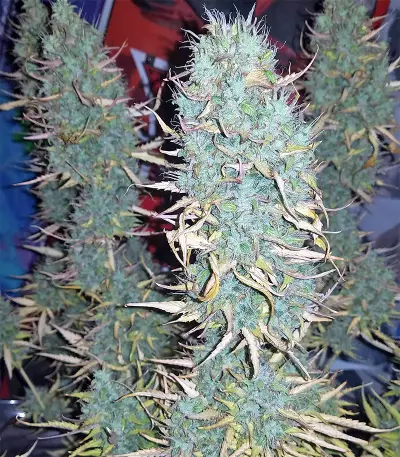 Critical Skunk Seeds