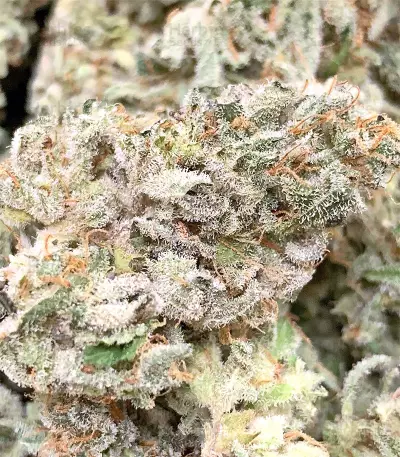 Dark Ghost Train Seeds