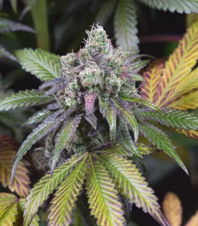 Dinamed CBD feminized seeds