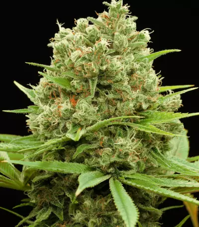 Graines de cannabis Dinamed CBD Plus (Dinafem Seeds)