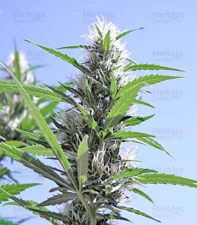 Graines de cannabis Durban regular (Sensi Seeds)