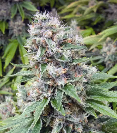 Graines de cannabis Fruity Pebbles (Tropical Nuggets) (Blackskull Seeds)