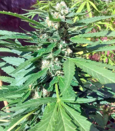 Green Crack (Humboldt Seeds Organization)
