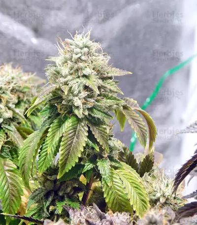 Graines de cannabis Grenadine (Karma Genetics)
