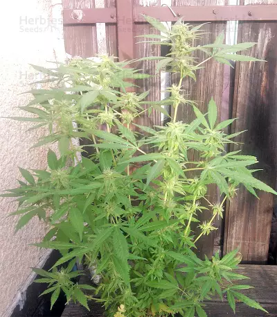 Graines de cannabis Guawi (Ace Seeds)