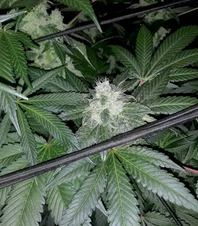 HiFi 4G feminized seeds
