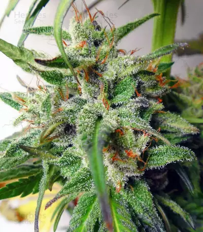 Kali China Seeds
