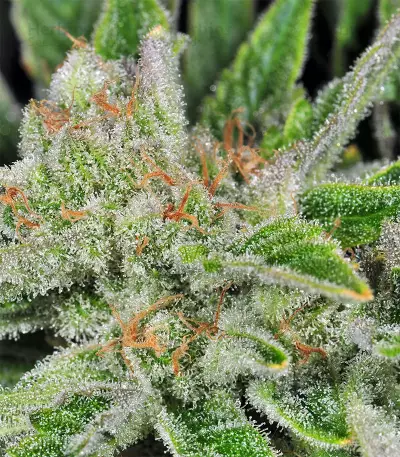 Northern Lights Seeds (Seedstockers)