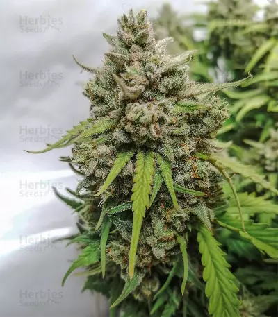 Original Auto Amnesia Haze Seeds