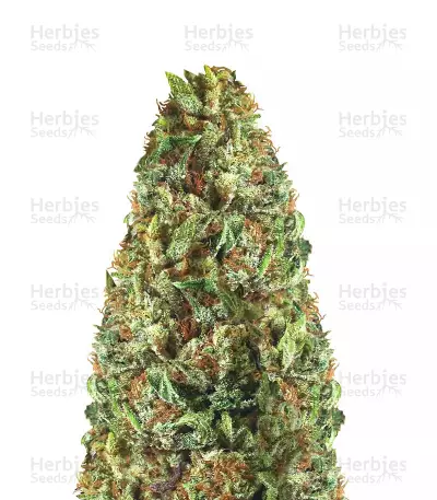 Buy Passion Fruit Punch by Humboldt Seeds