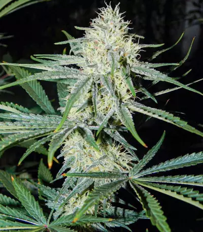Pennywise regular (TGA Subcool Seeds / SubCool’s The Dank)