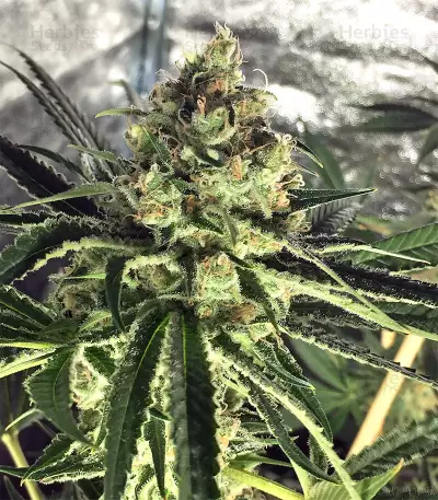 Semi femminizzati di Pineapple