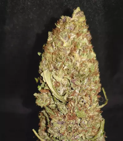 Shaman (Dutch Passion)