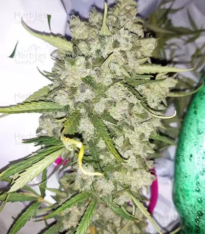 Super Auto Lemon Haze (Original Sensible Seeds)