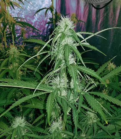 Sweet Cheese XL Auto (Sweet Seeds) Cannabis-Samen