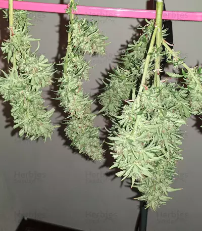 Sweet Zombie Seeds