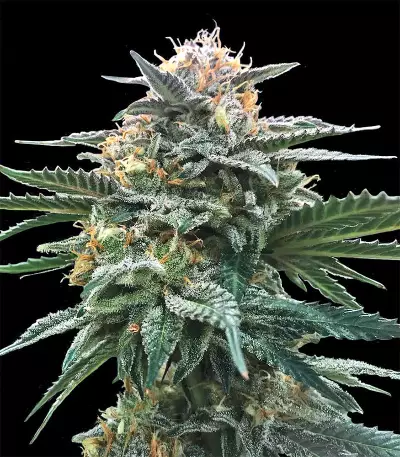 Triple Scoop feminized seeds