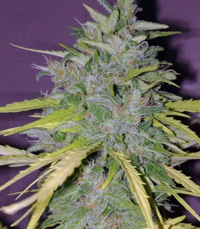 Ultra Lemon Haze Auto feminized seeds