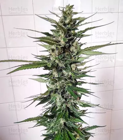 Unknown Kush feminized seeds