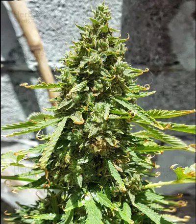 Voyager feminized seeds