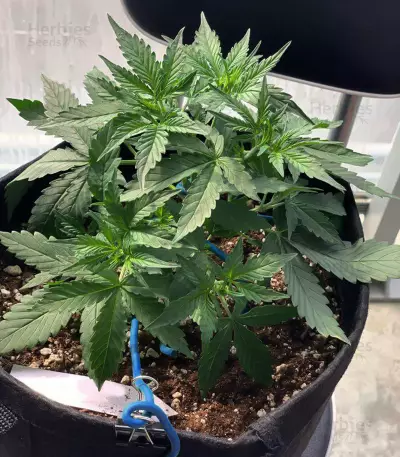 White Widow Auto feminized seeds (Kera Seeds)