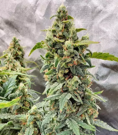 Original Afghan Kush Seeds
