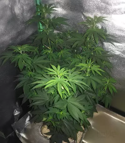 Auto Gelato (Female Seeds)
