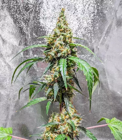 Black Herer Autoflower feminisierte Samen (EGS)
