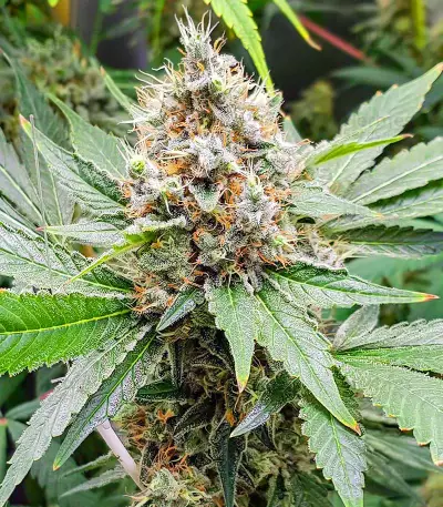 Blackberry Moonrocks Seeds (AlphaFem Seeds)