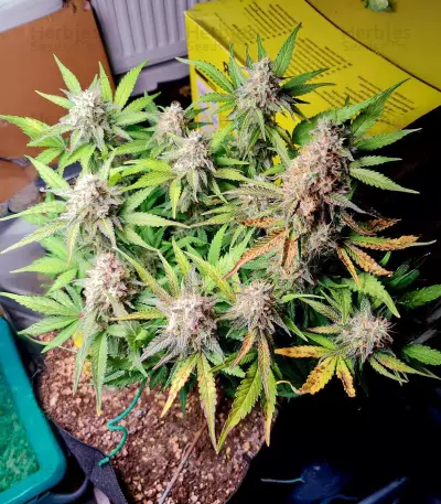 Blue Dream Autoflower Feminized Seeds (Seedkeepers)